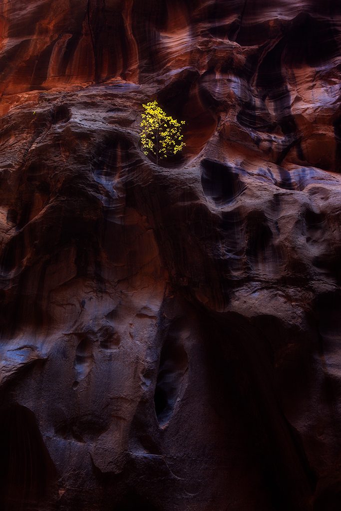 A small tree in yellow fall leaves growing alone from a hollow in a sculpted sandstone wall high above the Virgin River in the Narrows of Zion, the rock glowing red and purple in reflected light.