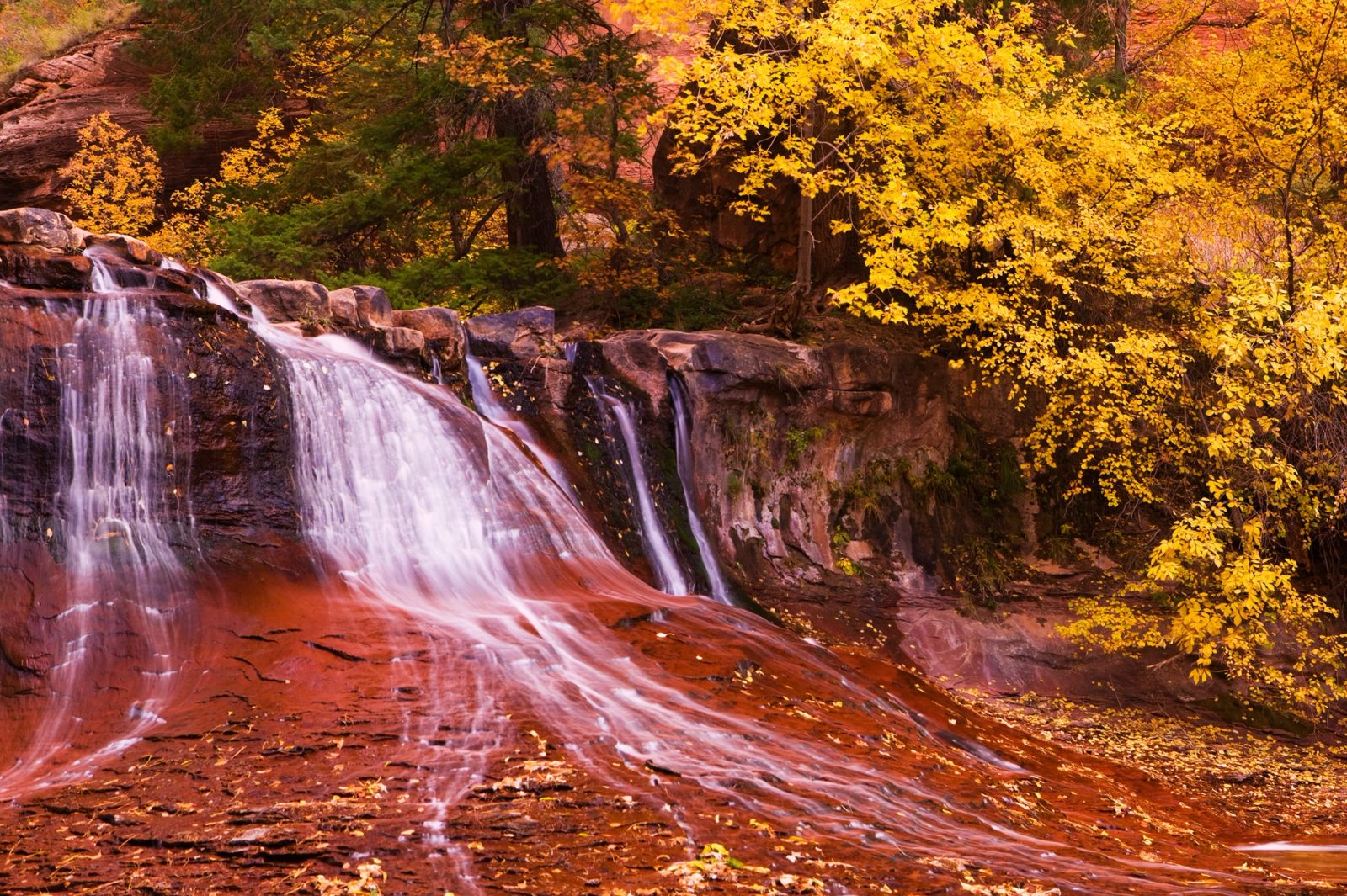cascade over red sandstone on the approach to The Subway in Zion, framed by peak-yellow cottonwoods and fallen leaves.