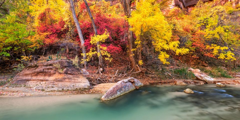 A riverbank in Zion Canyon in full fall color, red maple and yellow and green trees above a sandstone ledge and a boulder at the edge of the turquoise Virgin River.