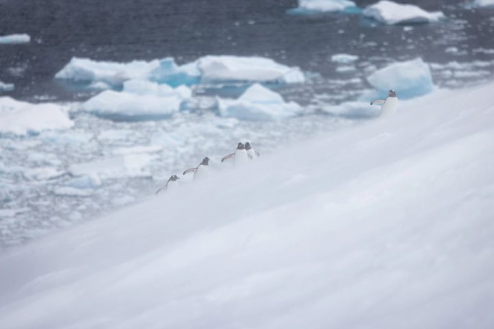 A line of gentoo penguins climbing a steep snow slope in blowing snow on Danko Island, Antarctica, with brash ice and dark water behind them.