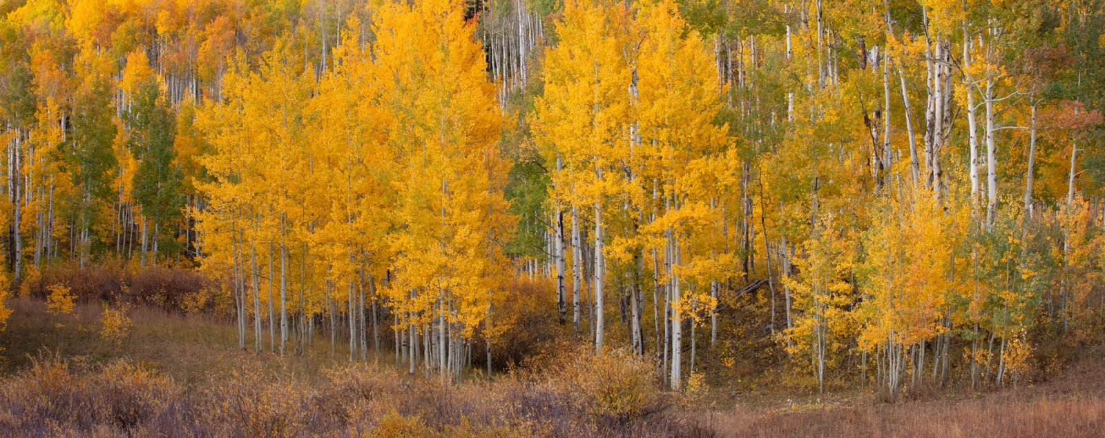 A dense stand of aspen in full yellow fall color with white trunks, photographed in soft light after sunset on Kebler Pass, Colorado.