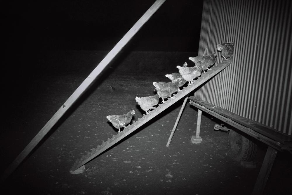 oliver jung fotografie, raetselhafte wildniss