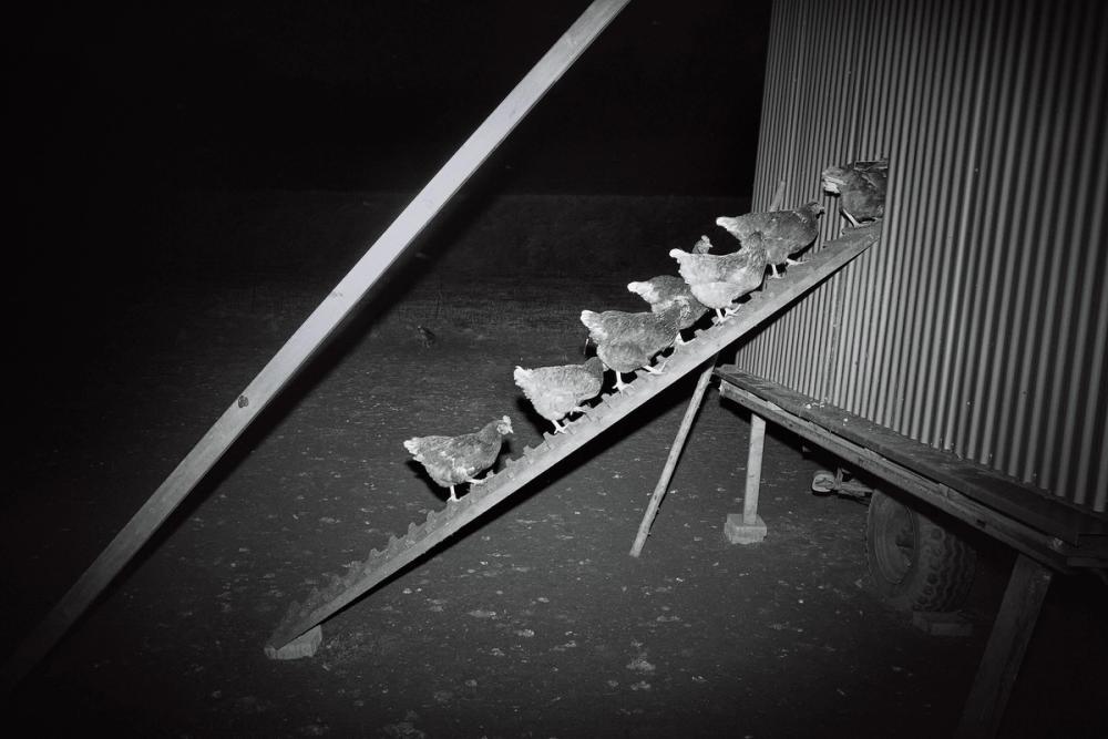 oliver jung fotografie, rätselhafte wildniss