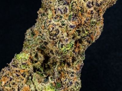 White Widow cannabis strain at Labs Cannabis Pattaya