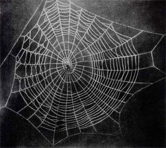 Webs