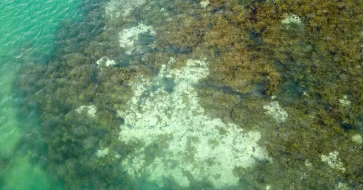 Scientists Warn That Climate “Tipping Points” Are Already Being Crossed Ahead of COP30