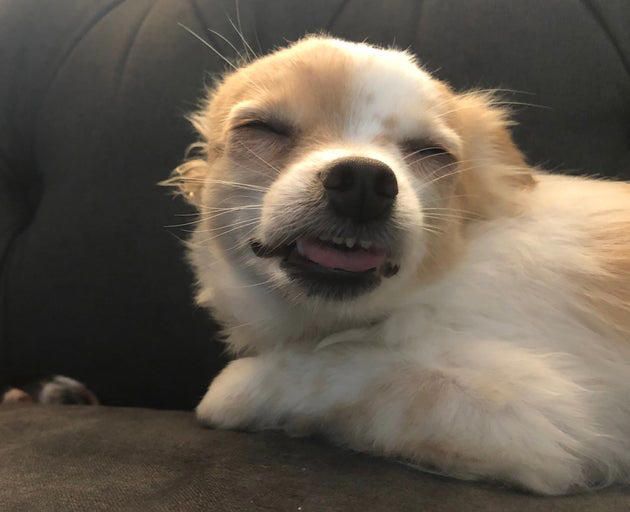 What To Do If Your Dog Eats Weed: A Pet Owner’s Guide