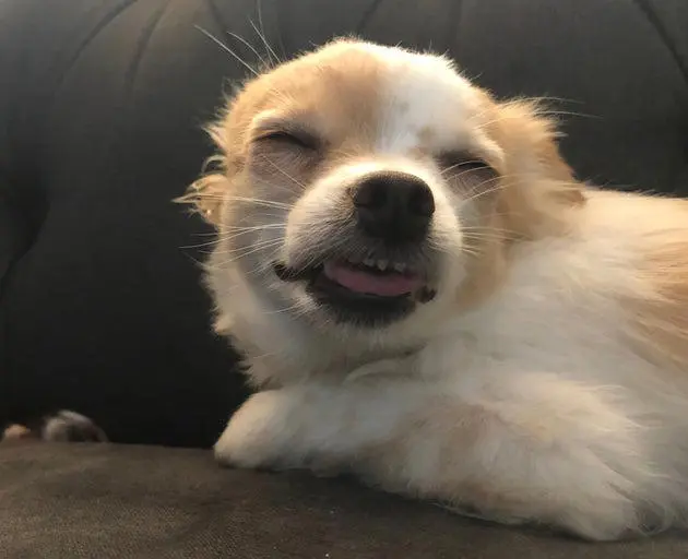 What To Do If Your Dog Eats Weed: A Pet Owner’s Guide