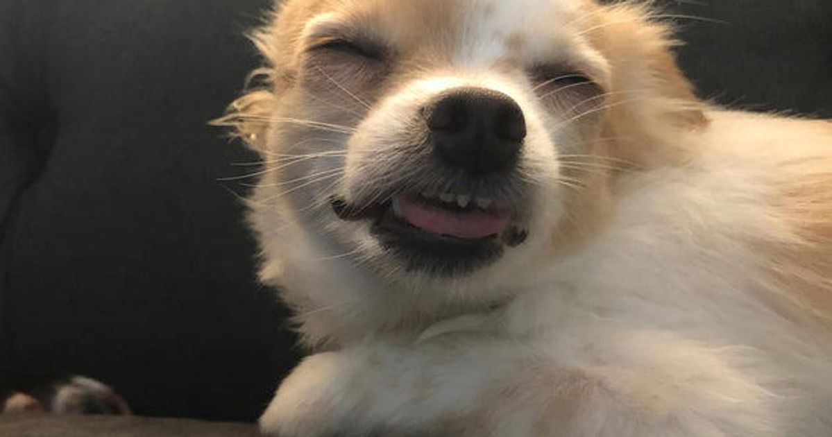 What To Do If Your Dog Eats Weed: A Pet Owner’s Guide