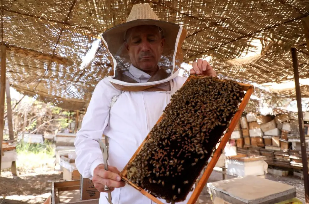 Iraq’s Water Shortage Threatens Beekeeping in Basra