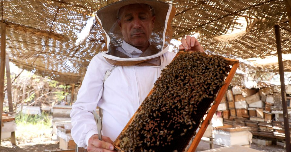 Iraq’s Water Shortage Threatens Beekeeping in Basra