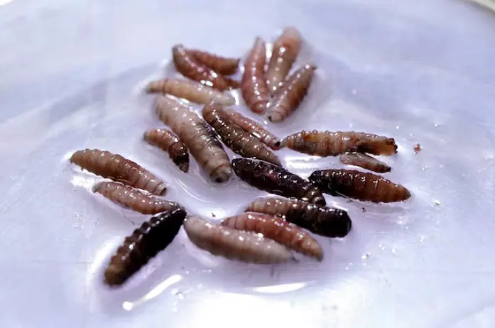 Mexico Containment Efforts Stop Screwworm Outbreak Near U.S. Border