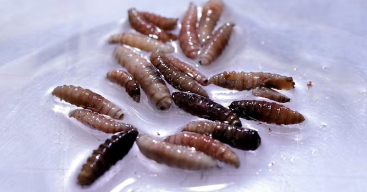 Mexico Containment Efforts Stop Screwworm Outbreak Near U.S. Border