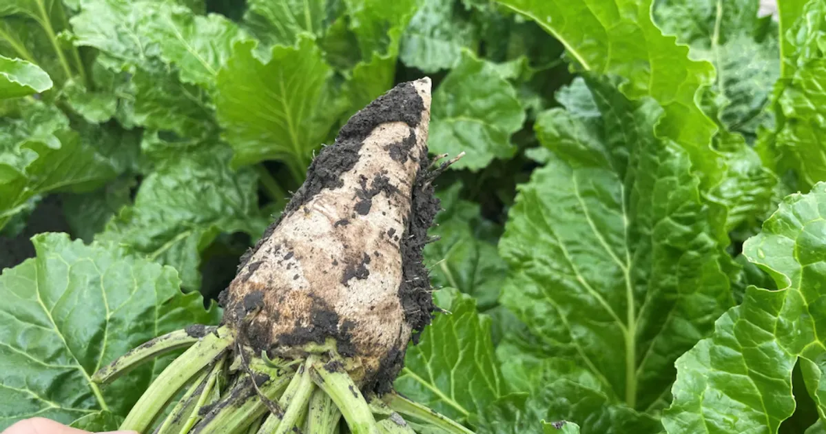 Weight-Loss Drugs Hammer U.S. Sugar Beet Farmers as Demand Crashes
