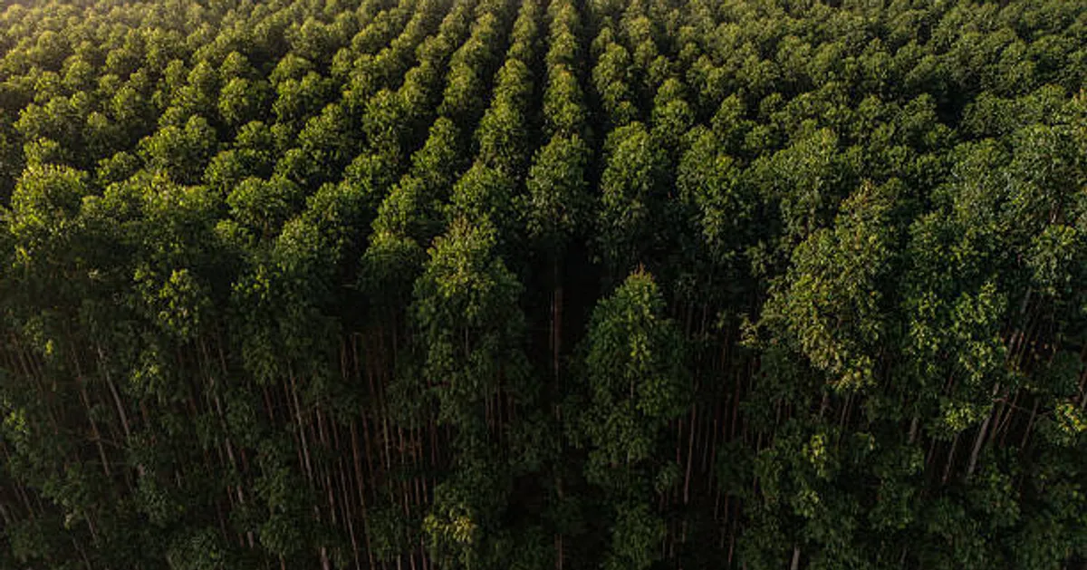 Google Enters Major Amazon Reforestation Deal with Brazilian Startup to Become Top Carbon-Credit Buyer