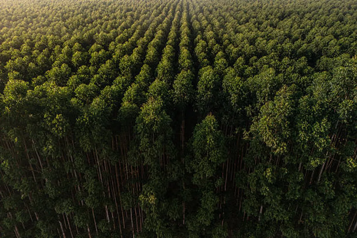 Google Enters Major Amazon Reforestation Deal with Brazilian Startup to Become Top Carbon-Credit Buyer