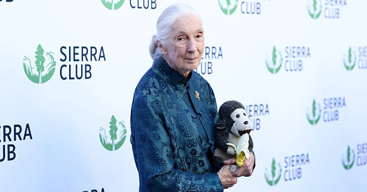 Jane Goodall, Renowned Primate Researcher and Conservationist, Passes Away at 91