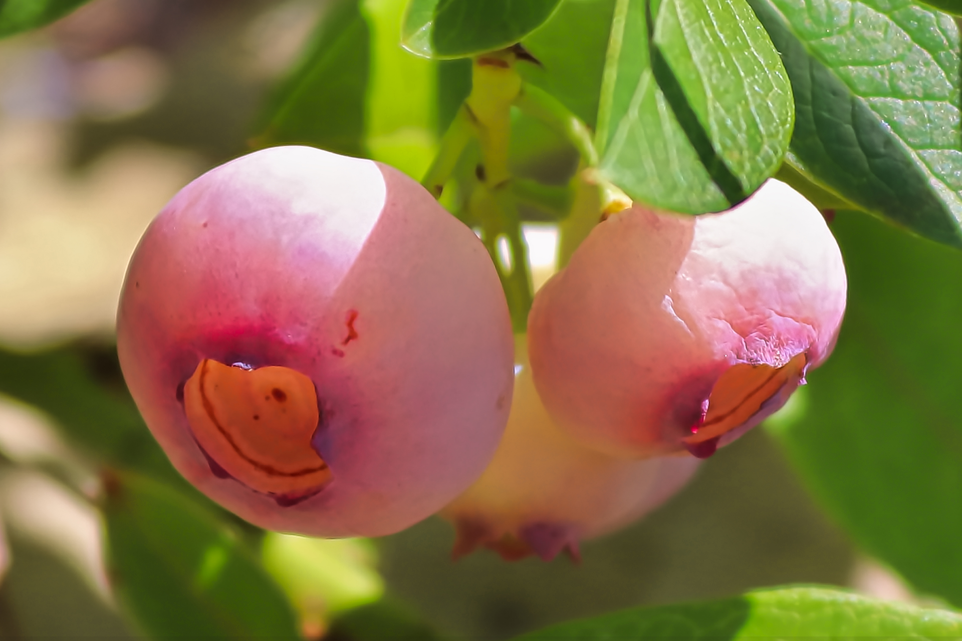 rabbiteye-blueberries