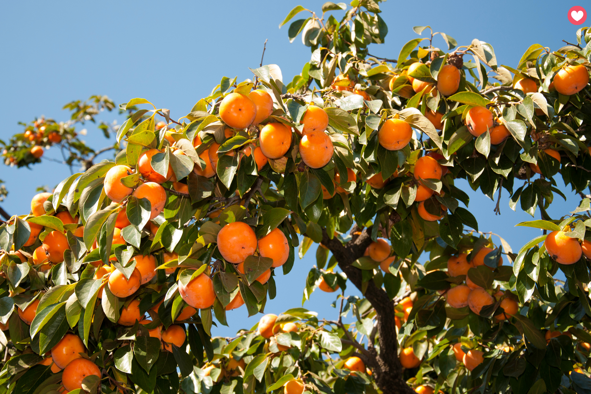 Transform Your Garden with Native Edible Plants
