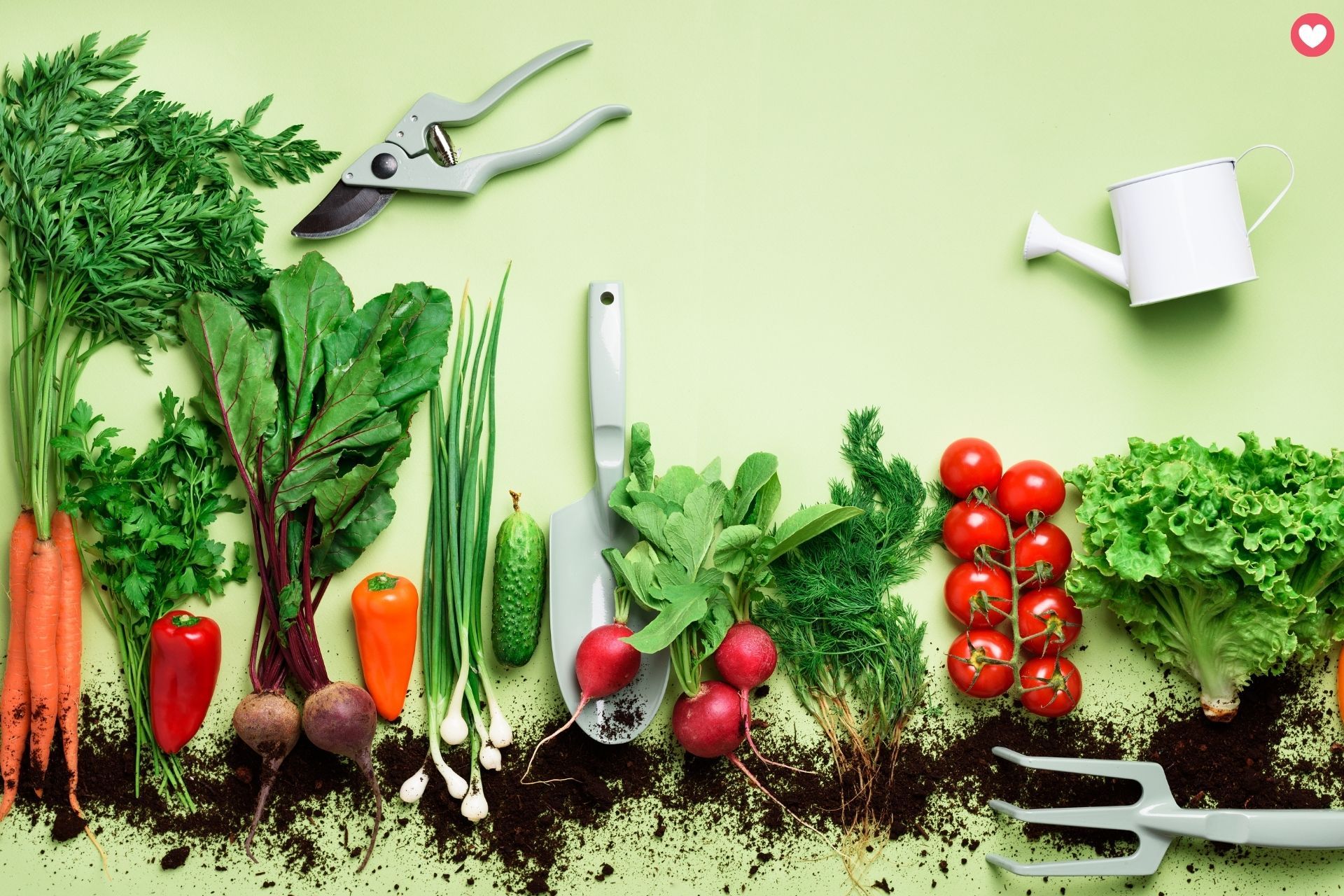 Starting Your First Vegetable Garden in North Carolina: Best Vegetables for Beginners