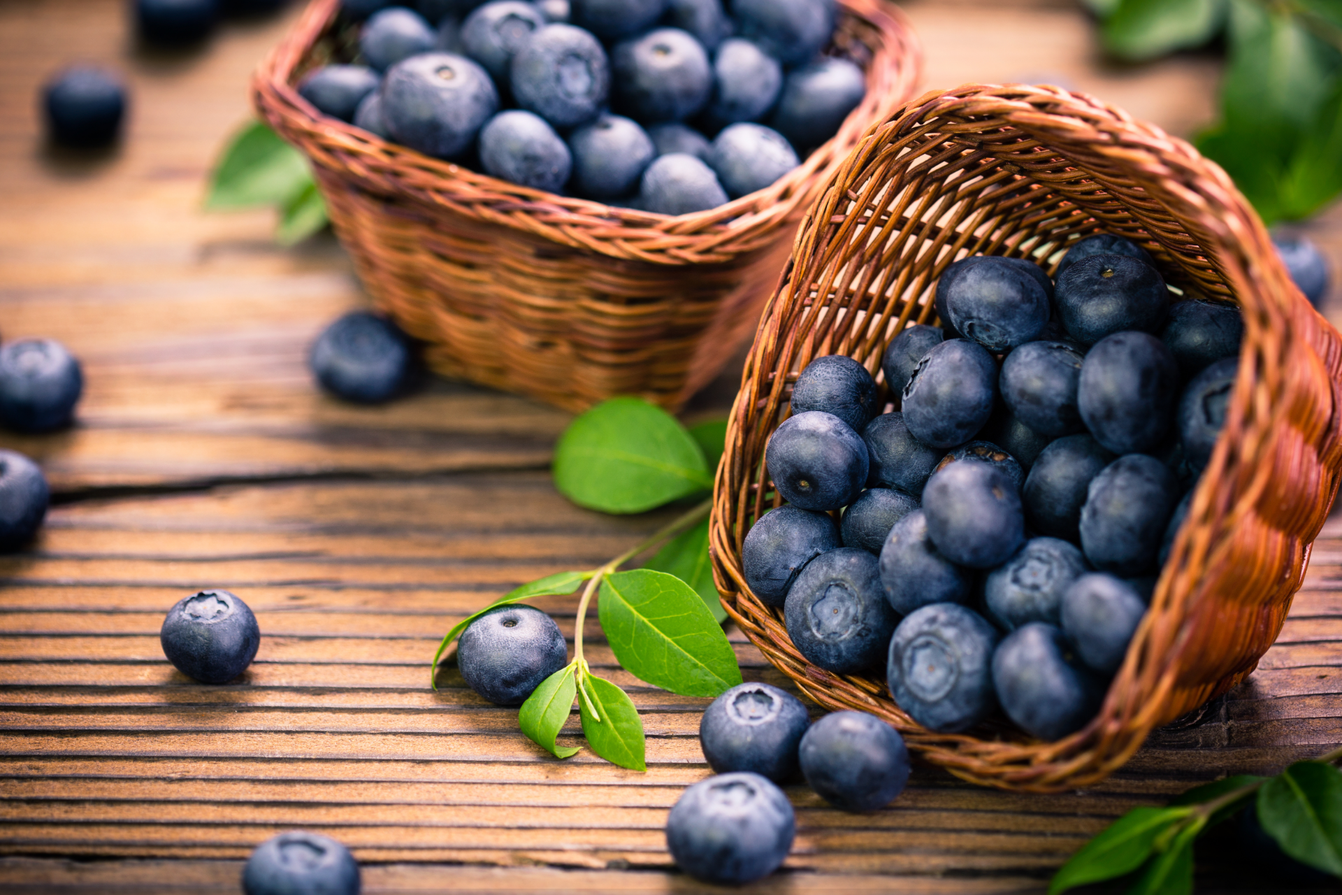 best-blueberry-varieties-for-north-carolina-gardens