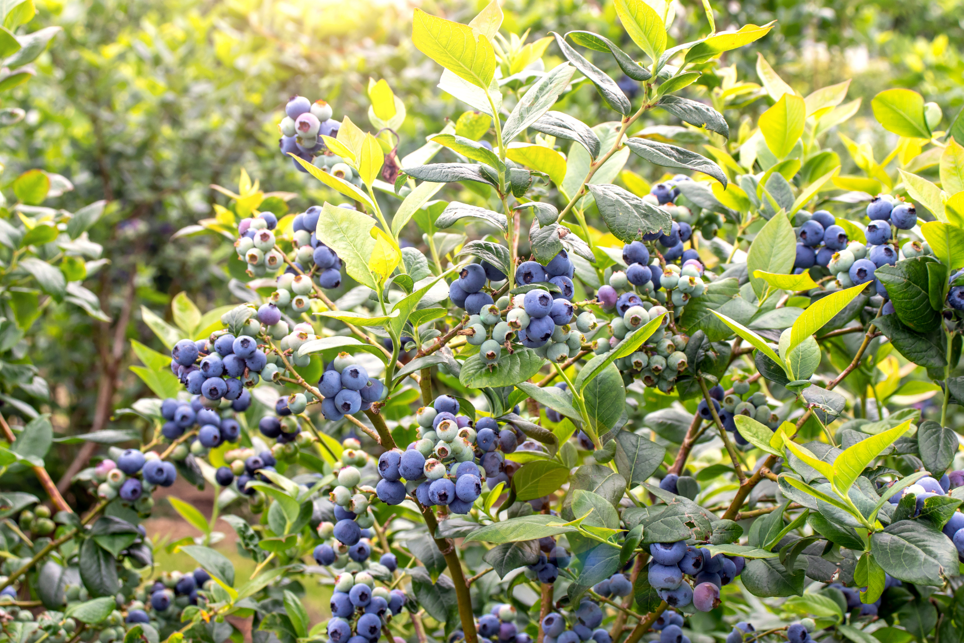 southern-highbush-blueberries