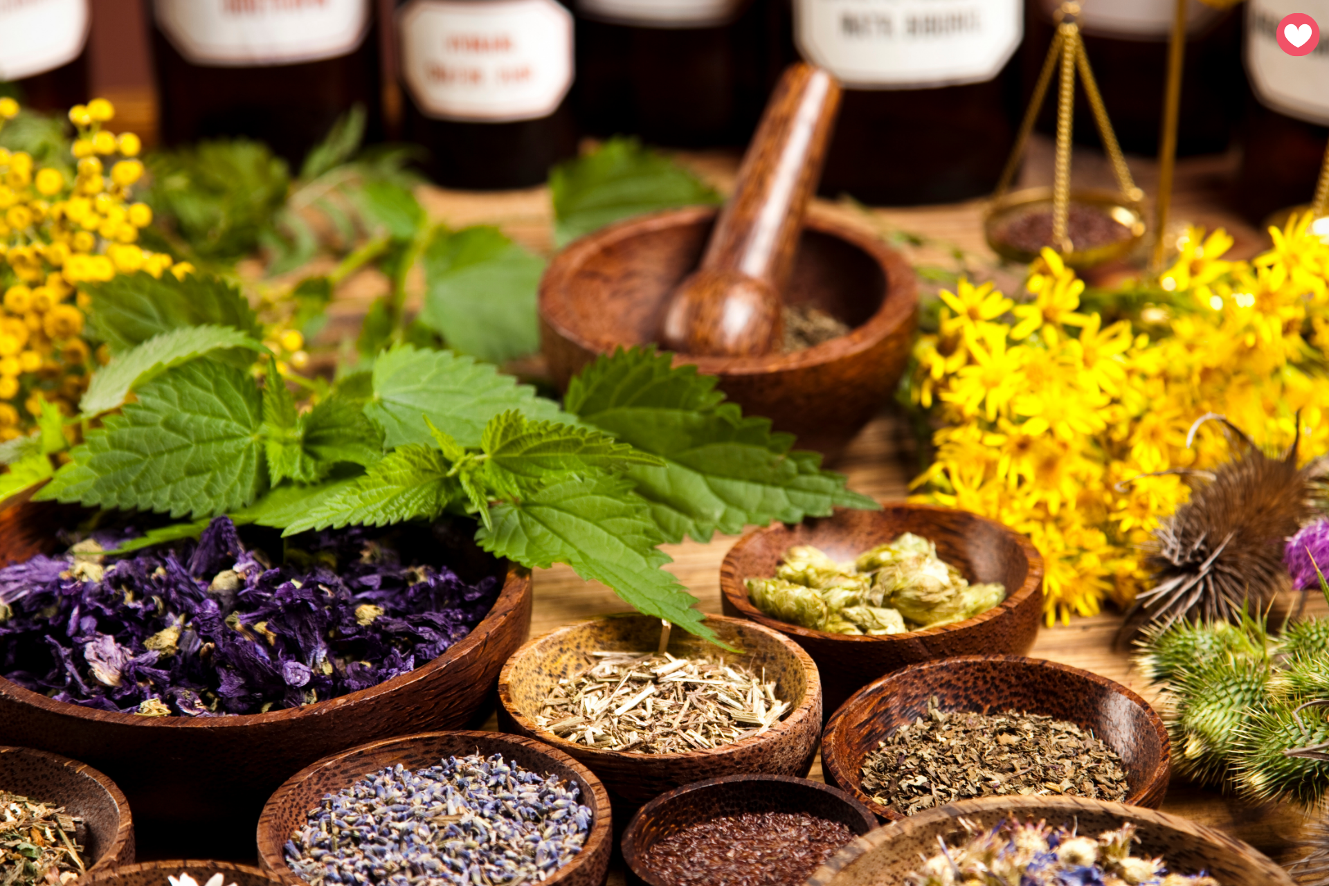 Herbs for Every Home Garden: Thriving in North Carolina's Climate