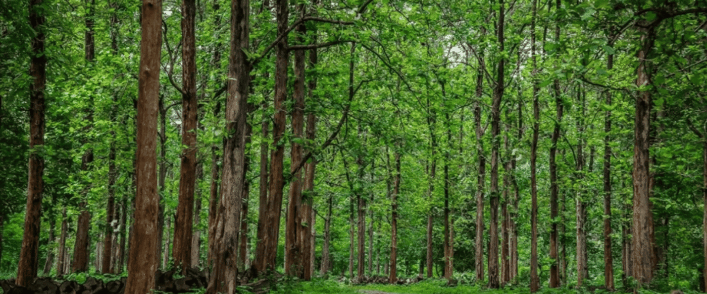 teak plantation with young and mature trees, workers planting saplings
