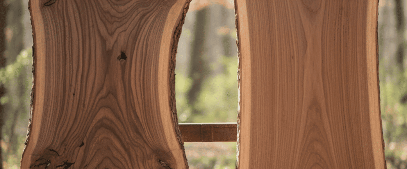 Two large live-edge walnut slabs standing upright in a sunlit forest clearing