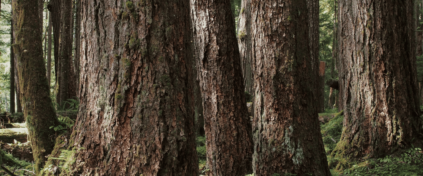 The Impact of Climate Change on Wood Quality image