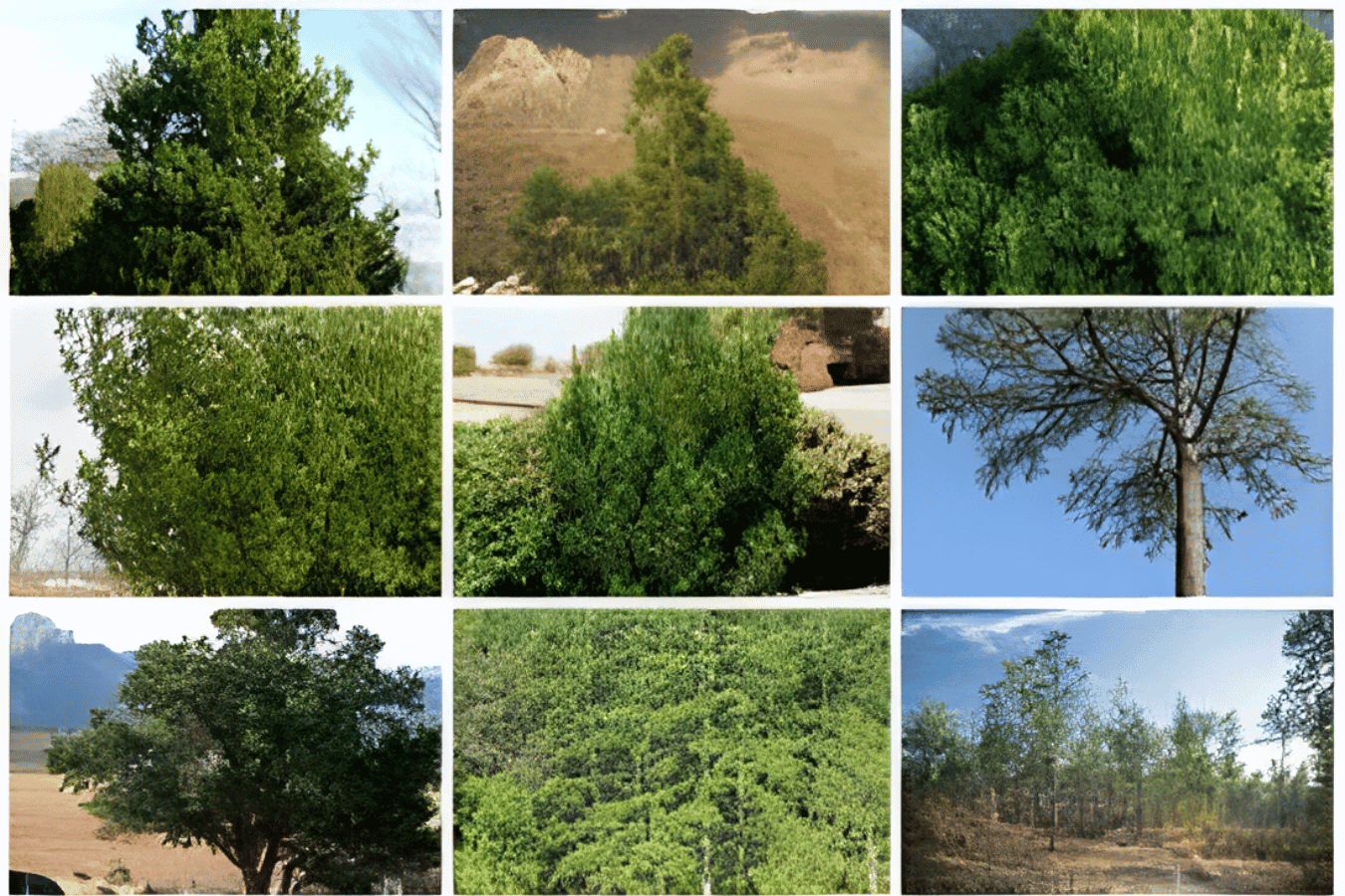 Collage of nine images showing different pine trees in various landscapes, from dense green foliage to sparse trees against blue skies.