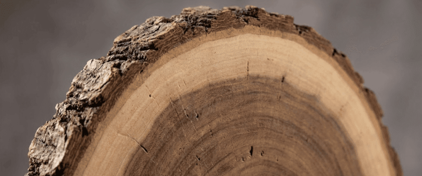 Cross-section of a tree trunk with visible growth rings and rough bark along the curved outer edge, neutral gray background