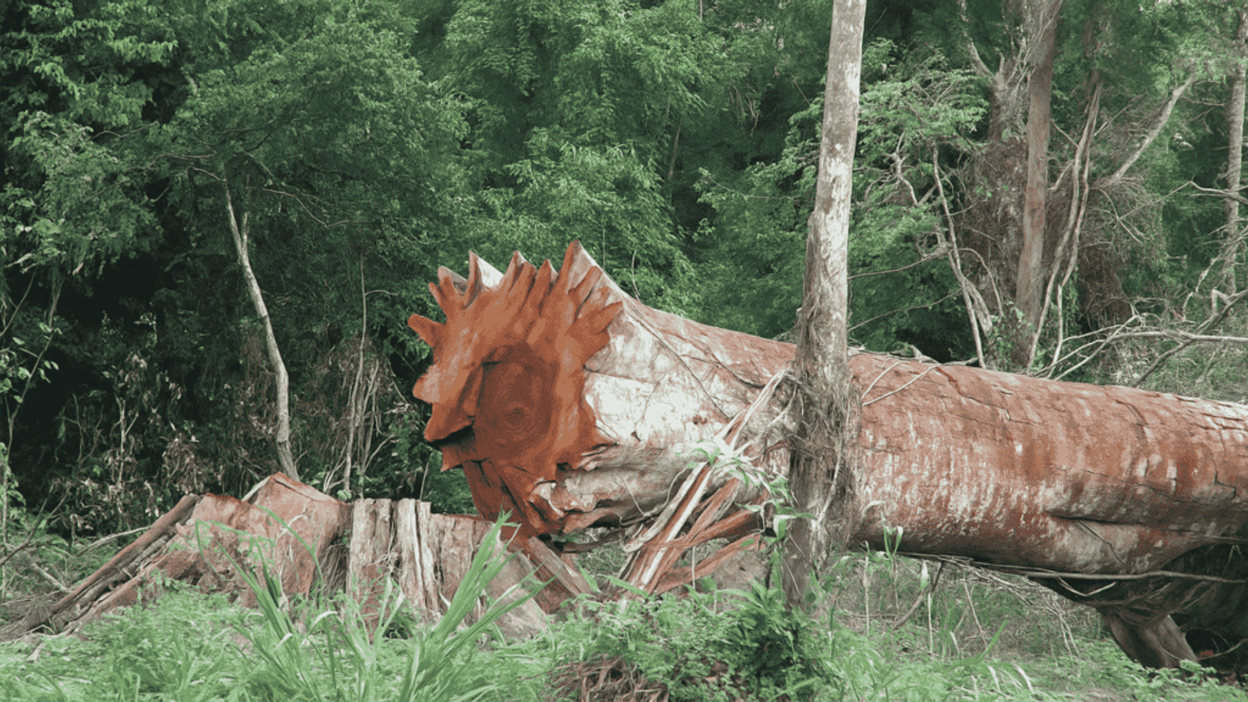 Fallen Giant tree in Tropical Forest