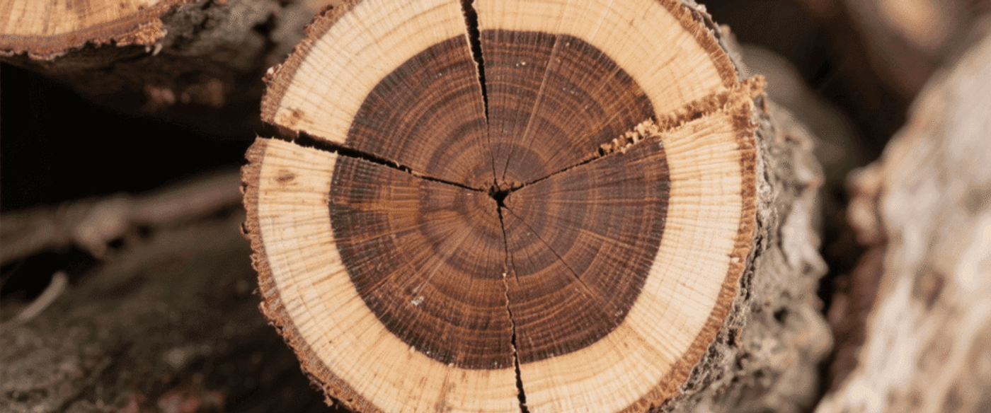 Cross-section of a tree log showing growth rings and radial cracks, highlighting age rings and wood texture.