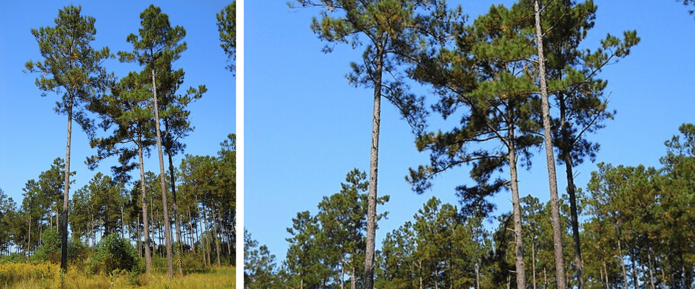 Native Texas Wood Species Encyclopedia image