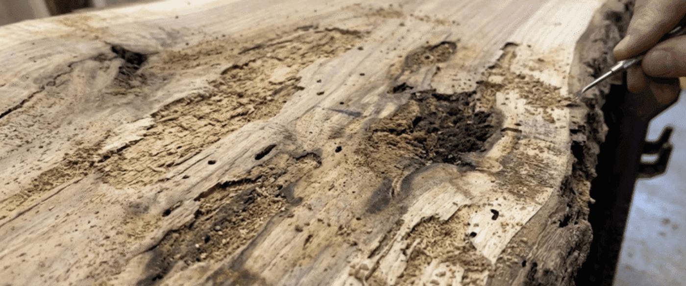 Hand cleaning and scraping decayed, worm‑eaten surface of a large wooden slab, revealing textured grain and cavities