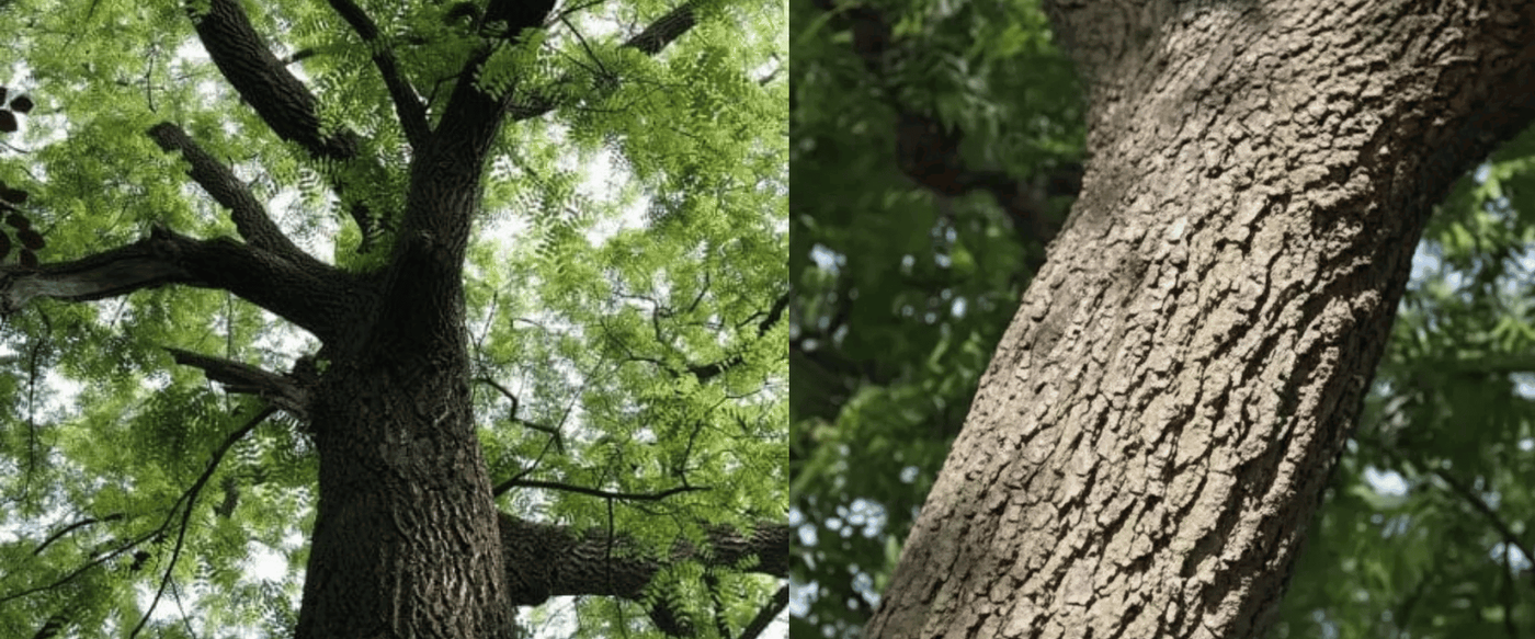 Choosing Walnut For Your Live Edge Table image