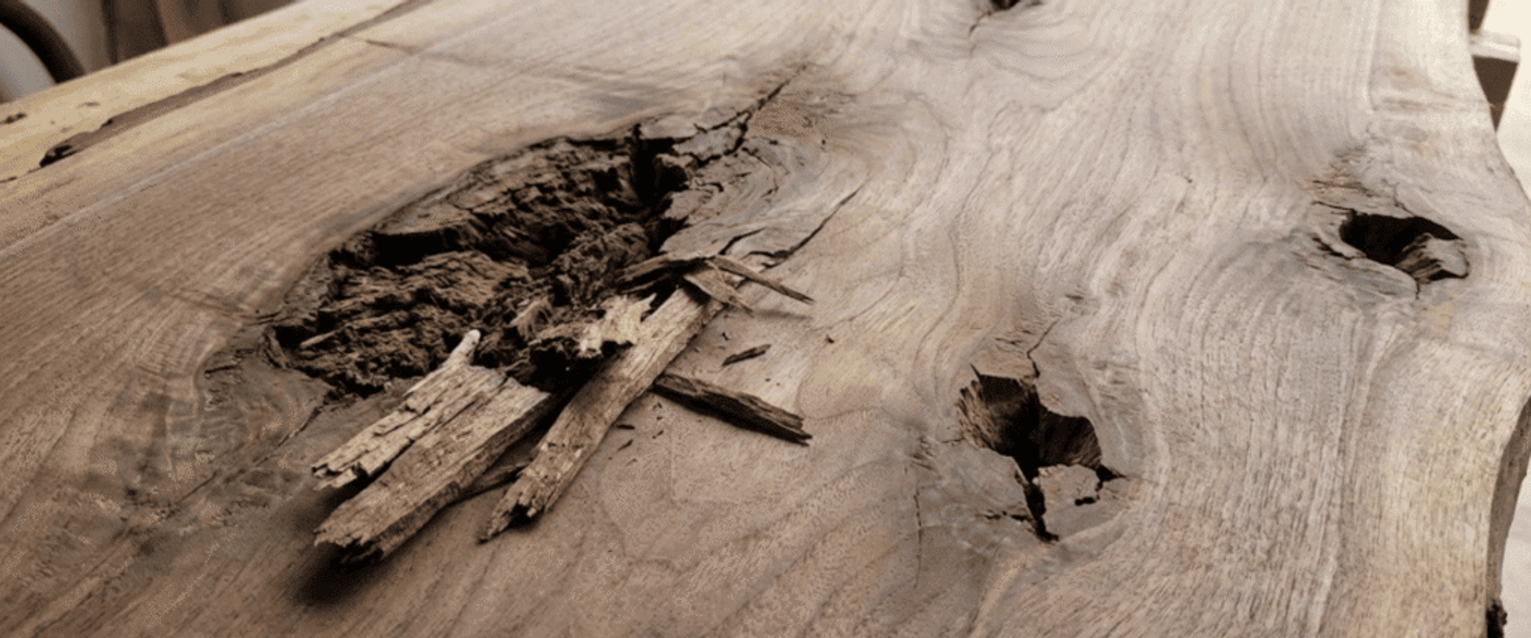 Live-edge walnut slab with rough bark pockets, deep knots and splintered wood fragments near the center, photographed in natural workshop light
