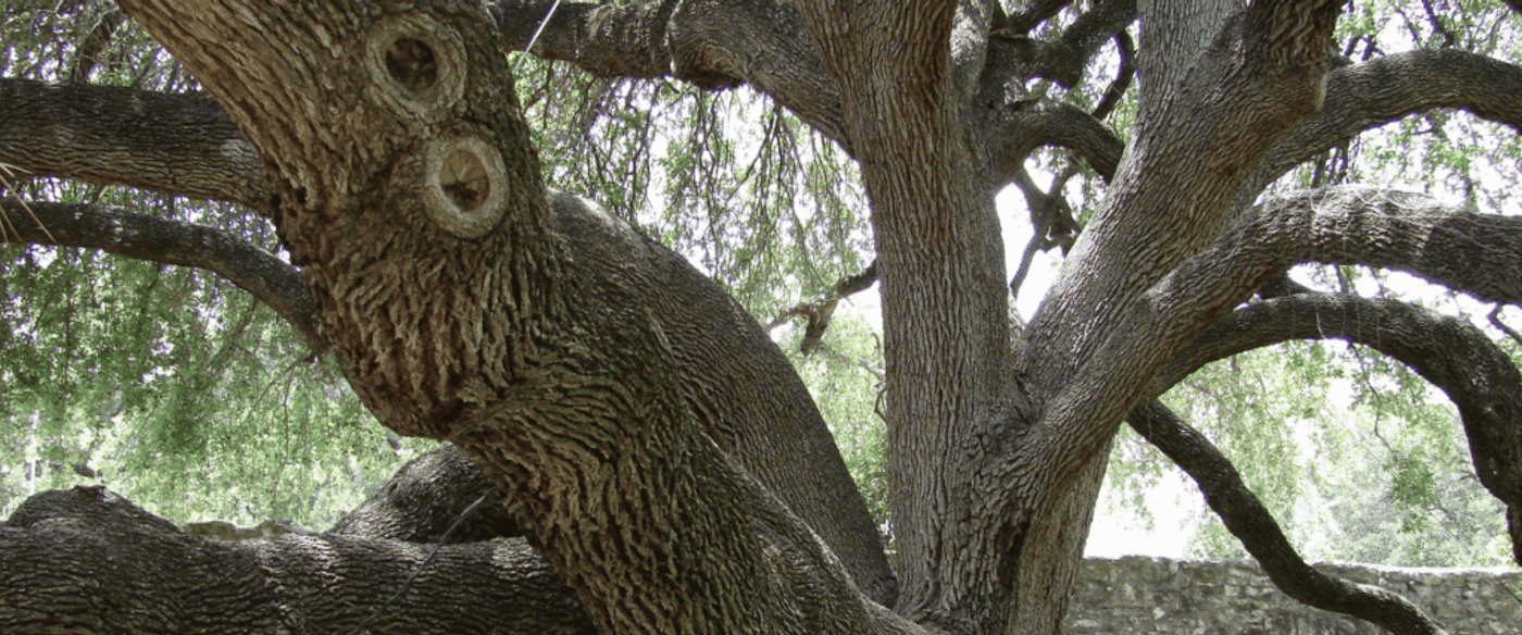 Massive gnarled tree with thick twisting branches spreading over a stone courtyard where several visitors walk and stand beneath its shade
