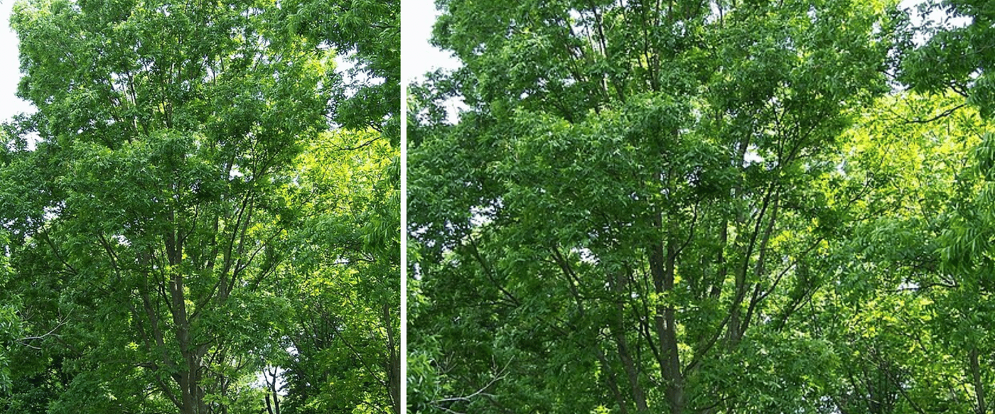 Native Texas Wood Species Encyclopedia image