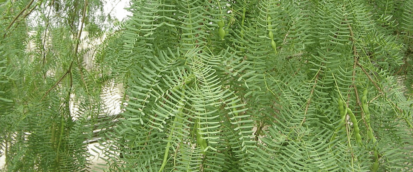Native Texas Wood Species Encyclopedia image