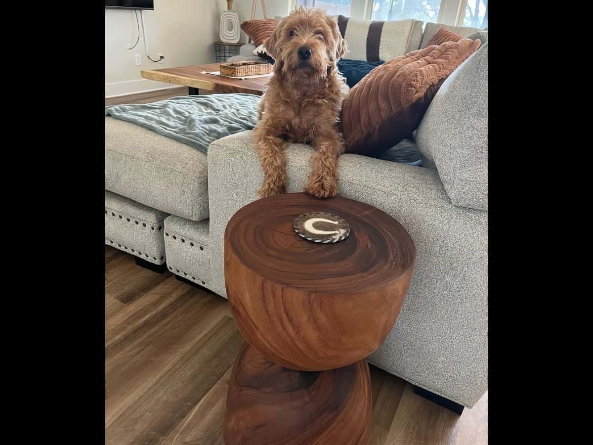A live edge occasional table next to a modern gray couch in a bright living room