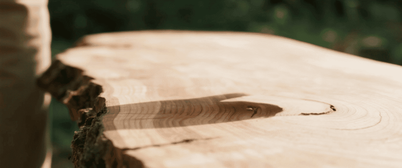 Hand touching smooth cross‑section of a tree trunk, feeling growth rings and bark edge on a sunlit outdoor workbench.