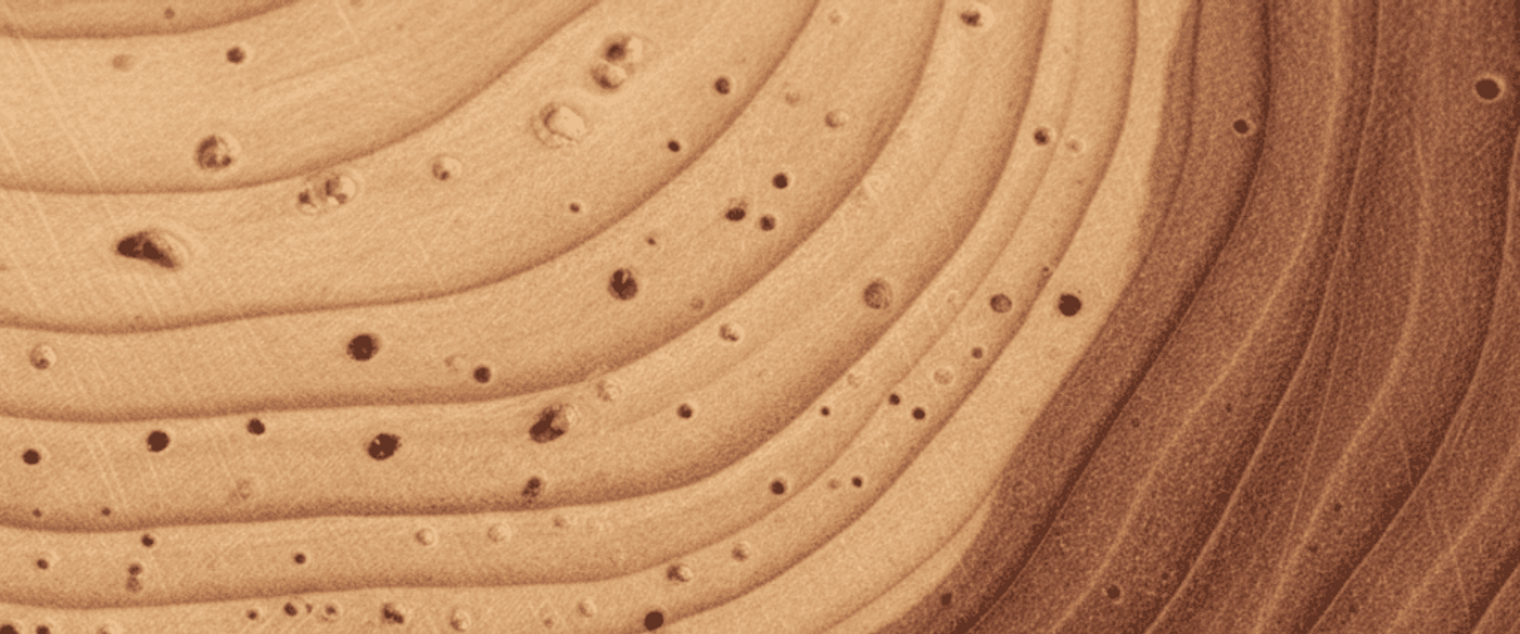 Close-up of tree rings and wood grain with concentric growth layers and small natural holes, warm tan and brown tones