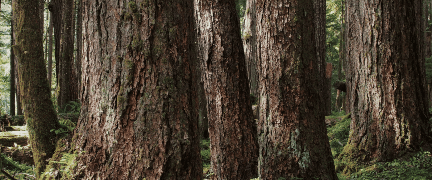 Dense forest with towering tree trunks, green moss, and a narrow dirt trail winding through lush undergrowth in daylight