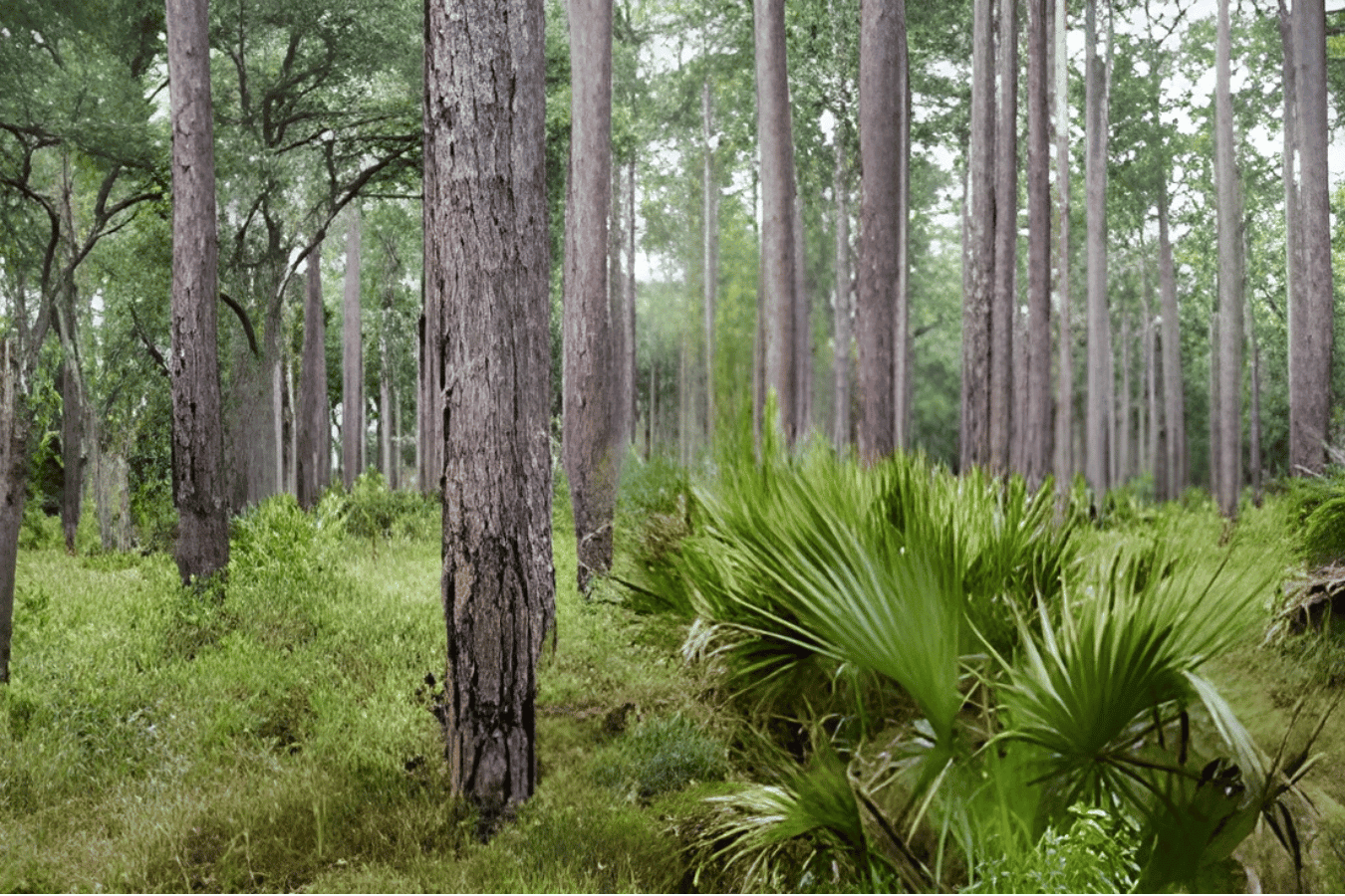 Pine forest with tall trunks, palmetto undergrowth and green foliage stretching into the distance under soft daylight.
