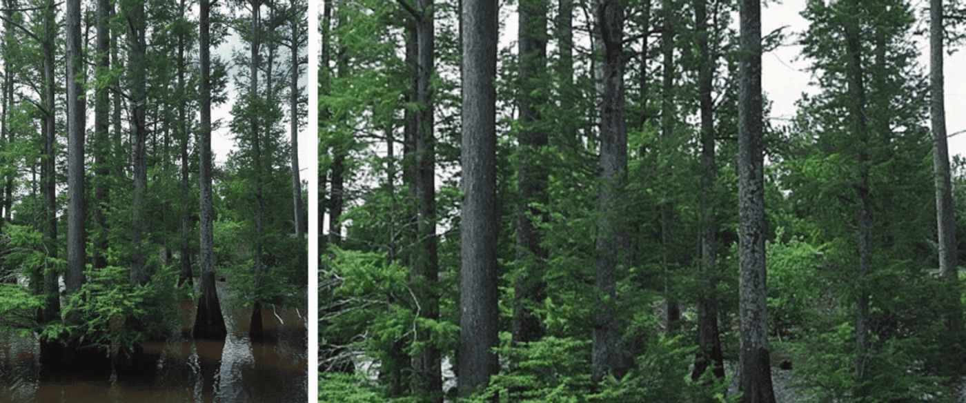 Tall, slender trees growing in shallow brown water, forming a lush green wetland forest under a bright sky