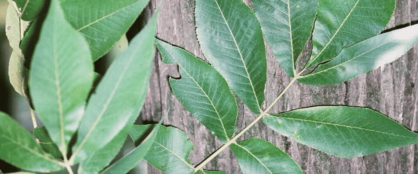 Native Texas Wood Species Encyclopedia image