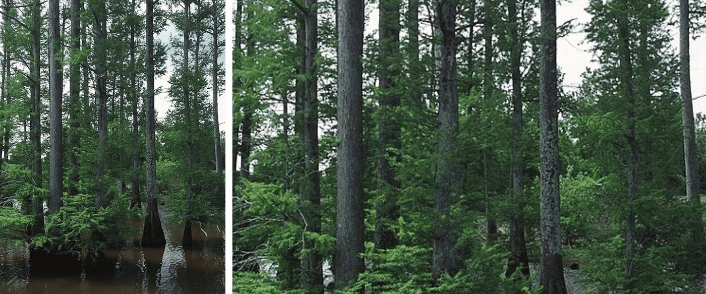 Native Texas Wood Species Encyclopedia image