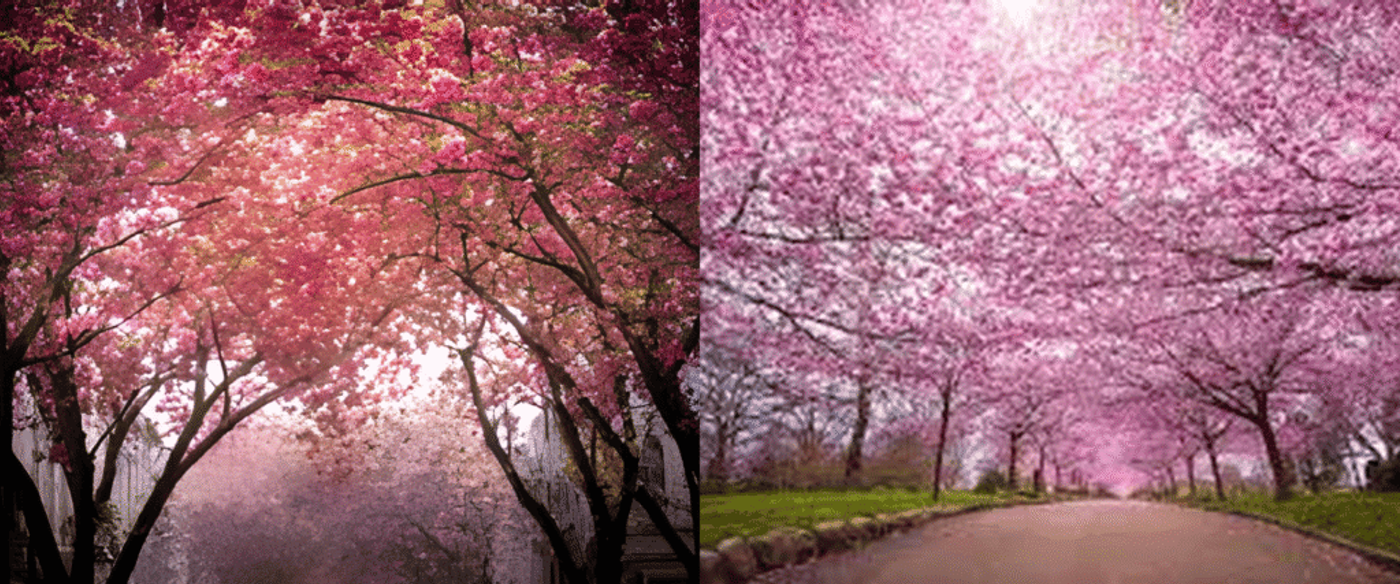 Springtime path lined with pink cherry blossom trees forming a floral tunnel under a bright sky.